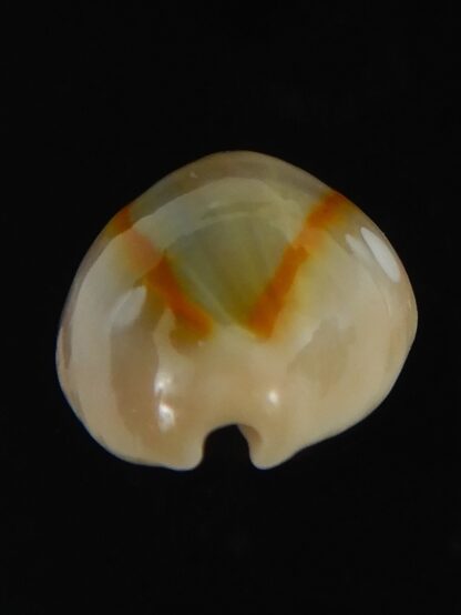 Monetaria annulus alboguttata 21.10 mm Gem-70085