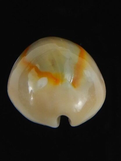 Monetaria annulus alboguttata 21.10 mm Gem-70088