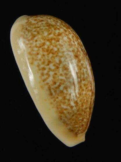 Erronea errones coxi ..SP pattern ... 27.01 mm Gem-70010