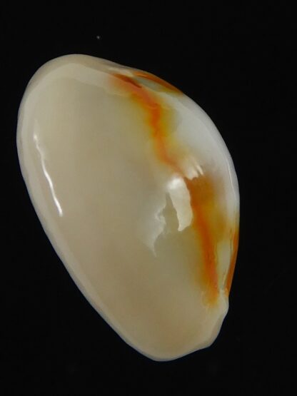 Monetaria annulus ..SP colour .. 21.36 mm Gem-70036