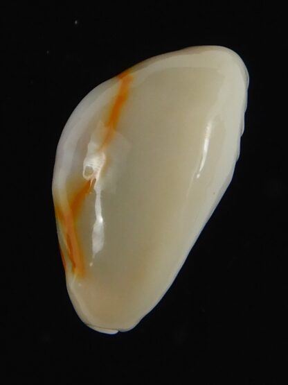 Monetaria annulus ..SP colour .. 21.36 mm Gem-70038