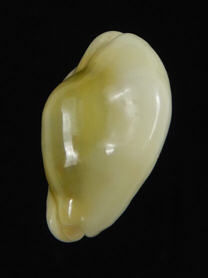 Monetaria moneta tuberculosa 19.51 mm Gem-70144