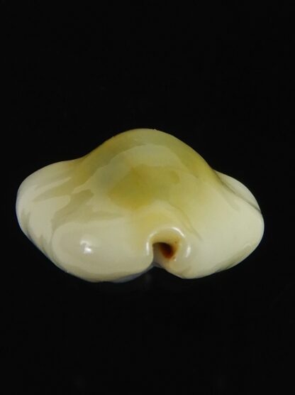 Monetaria moneta tuberculosa 19.51 mm Gem-70142