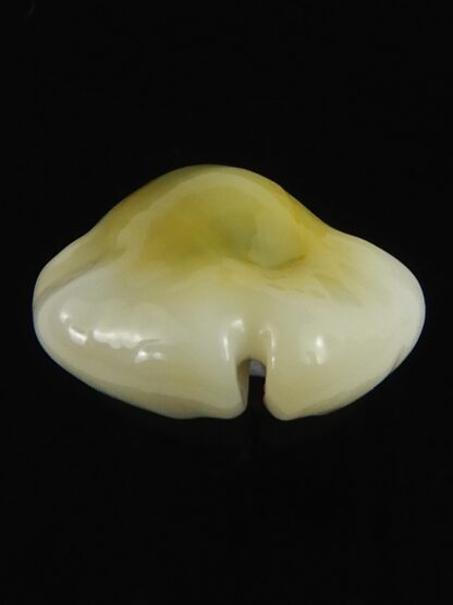 Monetaria moneta tuberculosa 19.51 mm Gem-70140