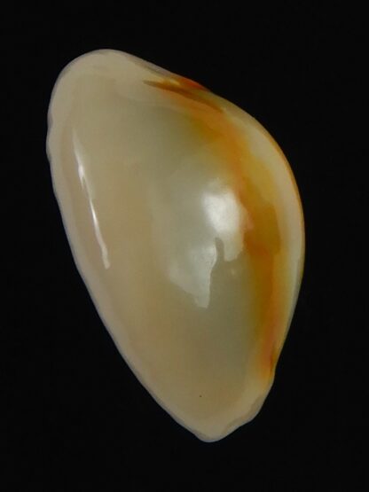 Monetaria annulus ..SP colour .. 19.56 mm Gem-70026