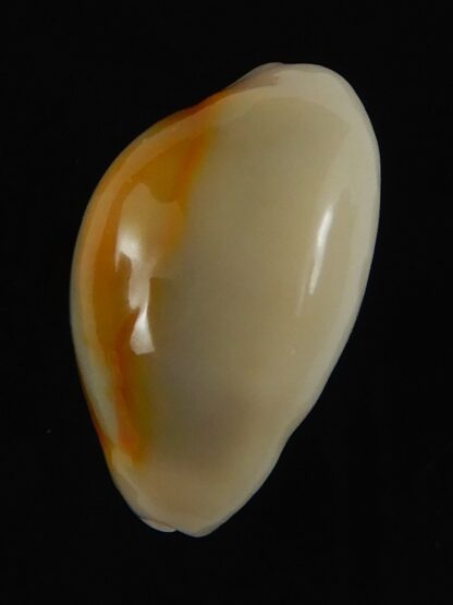 Monetaria annulus ..SP colour .. 19.56 mm Gem-70025