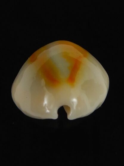 Monetaria annulus ..SP colour .. 19.56 mm Gem-70024