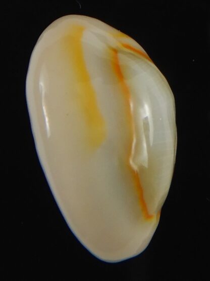 Monetaria annulus ..SP colour .. 22.30 mm Gem-70051