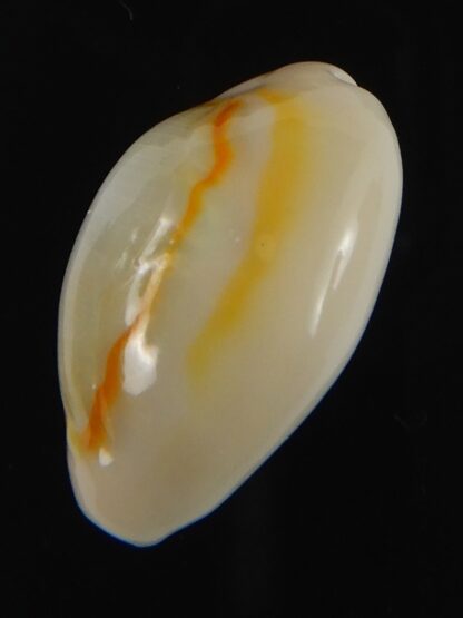 Monetaria annulus ..SP colour .. 22.30 mm Gem-70050