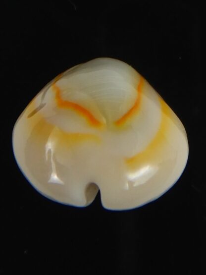Monetaria annulus ..SP colour .. 22.30 mm Gem-70053