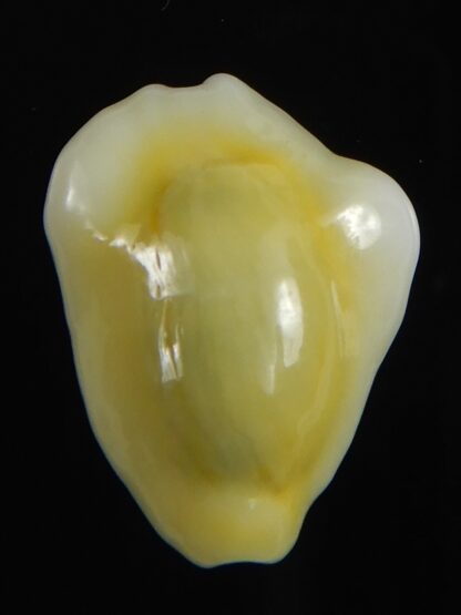 Monetaria moneta tuberculosa 21.44 mm Gem-70153