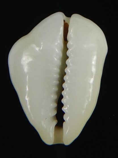 Monetaria moneta tuberculosa 21.44 mm Gem-70157