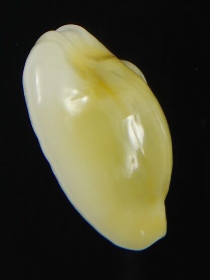 Monetaria moneta tuberculosa 21.44 mm Gem-70154