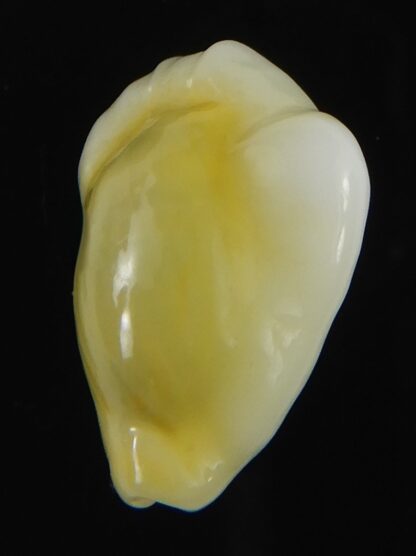 Monetaria moneta tuberculosa 21.44 mm Gem-70155