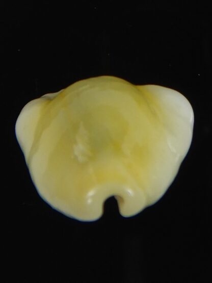 Monetaria moneta tuberculosa 21.44 mm Gem-70159