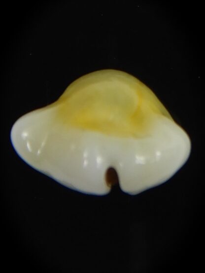 Monetaria moneta tuberculosa 21.44 mm Gem-70156