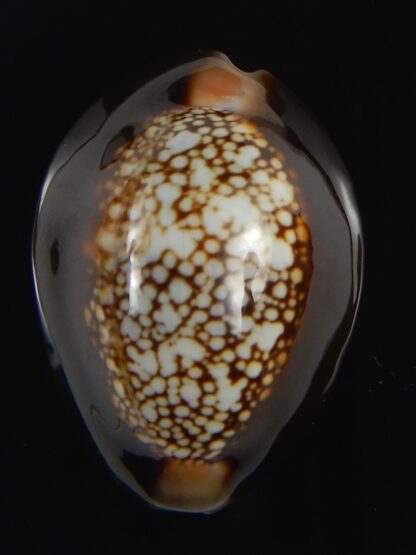 Monetaria caputserpentis 29.13 mm Gem-70098