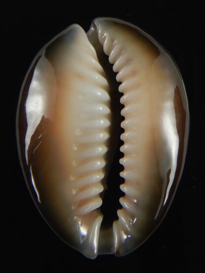 Monetaria caputserpentis 29.13 mm Gem-70097