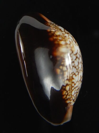 Monetaria caputserpentis 29.13 mm Gem-70099