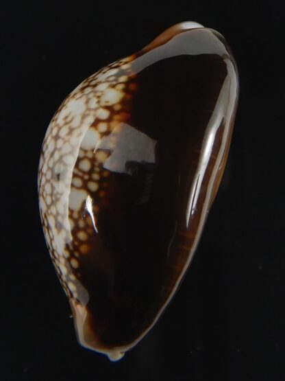 Monetaria caputserpentis 29.13 mm Gem-70100