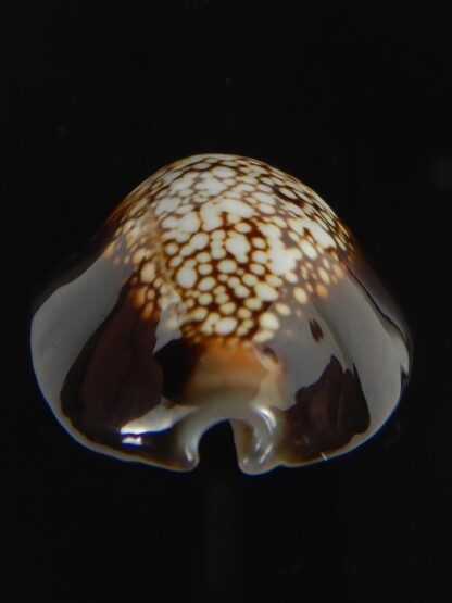 Monetaria caputserpentis 29.13 mm Gem-70102