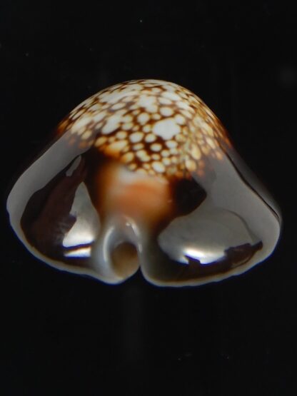 Monetaria caputserpentis 29.13 mm Gem-70101