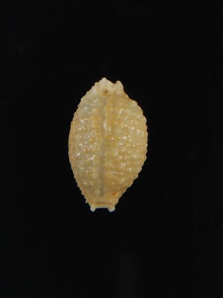 Nucleolaria nucleus..Dwarf.. 14.50 mm Gem-70213