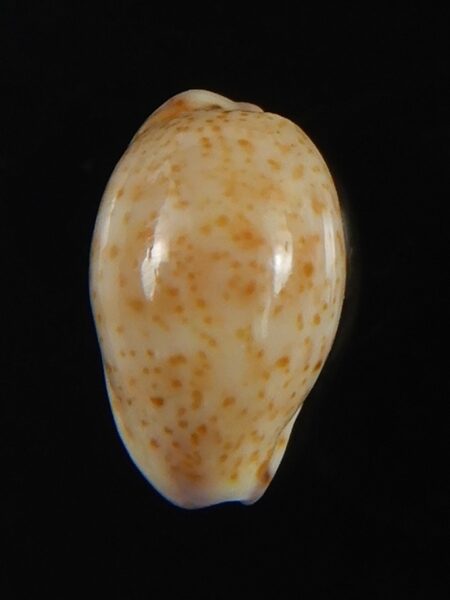 Purpuradusta hammondae dampierensis 13.92 mm Gem-70249
