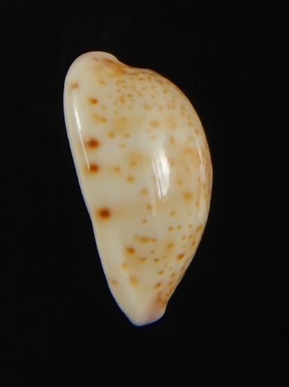 Purpuradusta hammondae dampierensis 13.92 mm Gem-70252