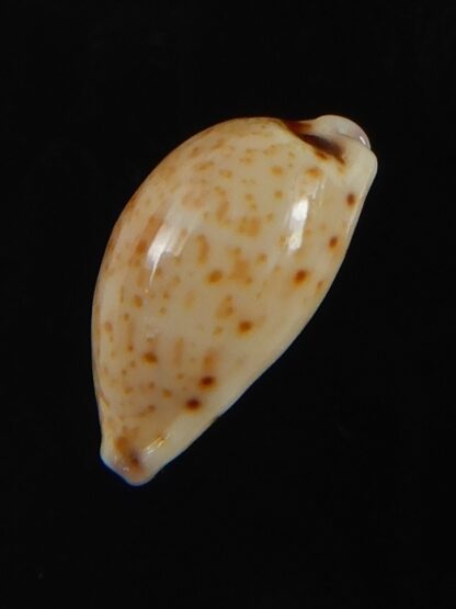 Purpuradusta hammondae dampierensis 13.92 mm Gem-70255