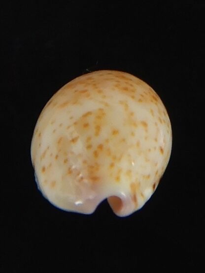Purpuradusta hammondae dampierensis 13.92 mm Gem-70253