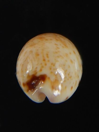 Purpuradusta hammondae dampierensis 13.92 mm Gem-70254