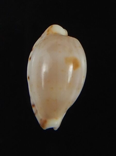 Purpuradusta contaminata 11.44 mm Gem-70221