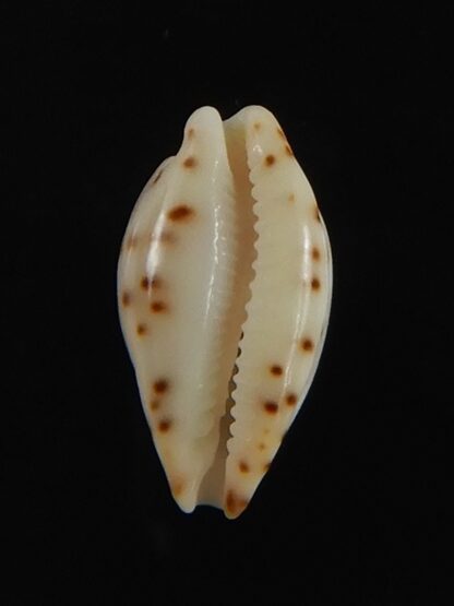 Purpuradusta contaminata 11.44 mm Gem-70222