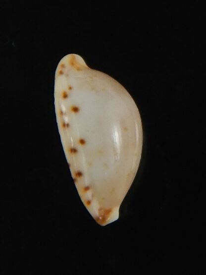 Purpuradusta contaminata 11.44 mm Gem-70223