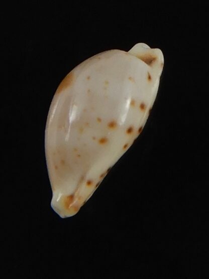 Purpuradusta contaminata 11.44 mm Gem-70227