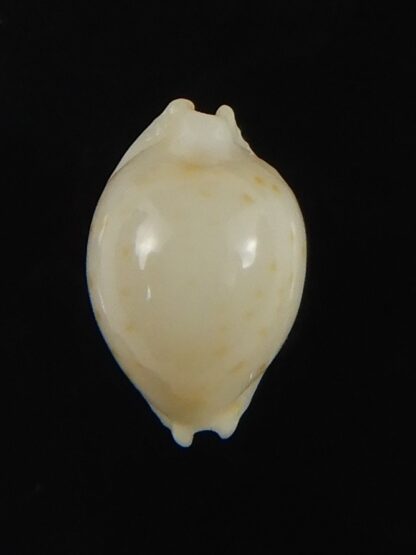 Pustularia mauiensis mauiensis 11.59 mm Gem-70271