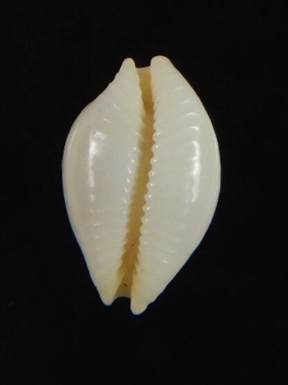 Pustularia mauiensis mauiensis 11.59 mm Gem-70269