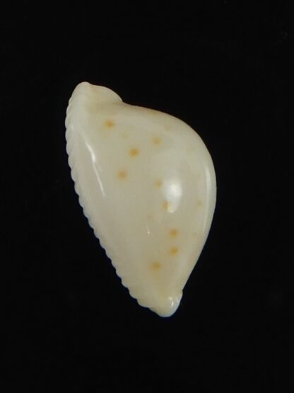 Pustularia mauiensis mauiensis 11.59 mm Gem-70267