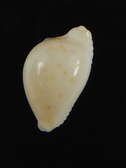 Pustularia mauiensis mauiensis 11.59 mm Gem-70266