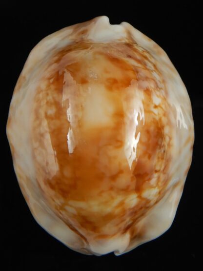 Mauritia maculifera scindata .. SP GOLD... 67.70 mm Gem -70718