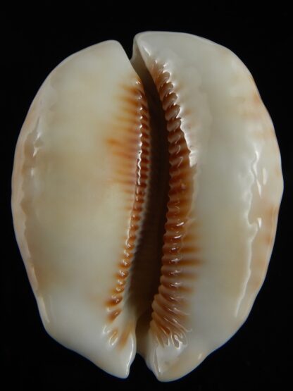 Mauritia maculifera scindata .. SP GOLD... 67.70 mm Gem -70708