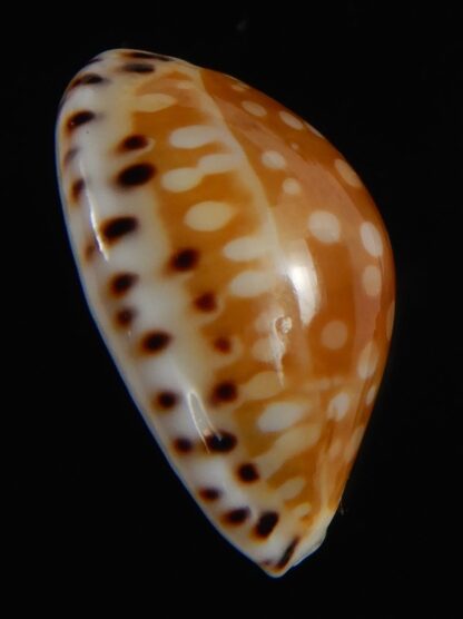 Cribrarula astaryi f. lefaiti 20.19 mm Gem-70450