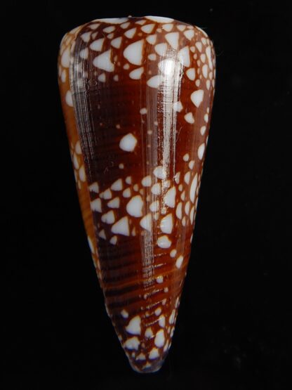 Eugeniconus nobilis gisellelieae 51.07 mm Gem-70591