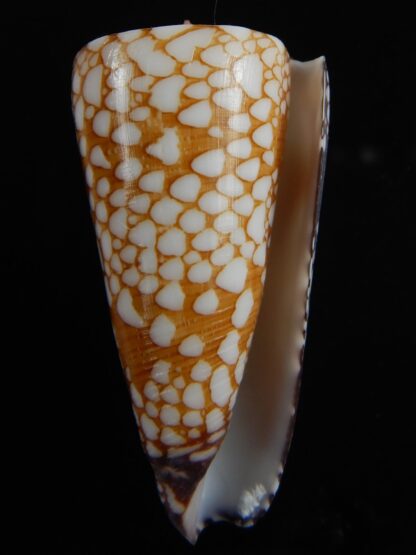 Eugeniconus nobilis gisellelieae 56.23 mm Gem-70611