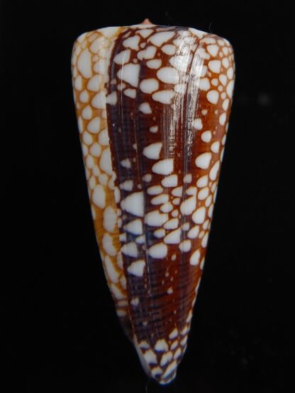 Eugeniconus nobilis gisellelieae 56.23 mm Gem-70613