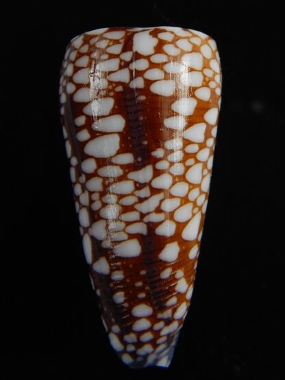 Eugeniconus nobilis gisellelieae 50.24 mm Gem-70579