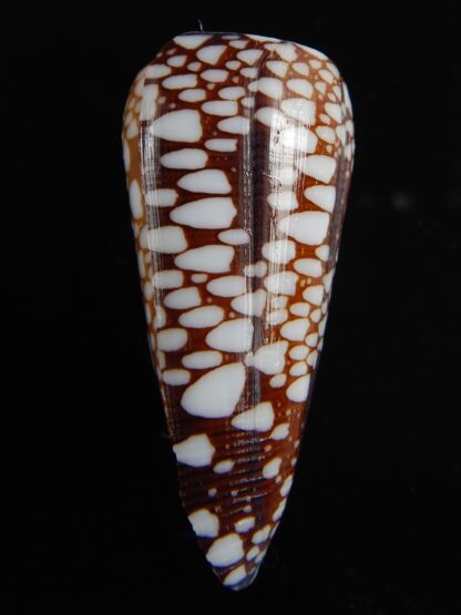 Eugeniconus nobilis gisellelieae 50.24 mm Gem-70581