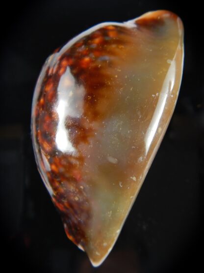 Mauritia mauritiana .. Rusty ... 82.90 mm F+++/Gem-70547