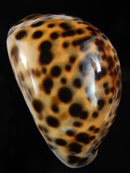 Cypraea tigris pardalis 83.10 mm Gem -70512